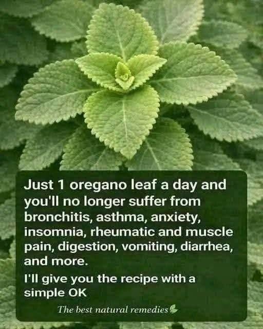 Cuban oregano herbal infusion…
